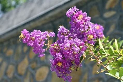 紫薇花種植方法 命中帶幾個寶寶緣